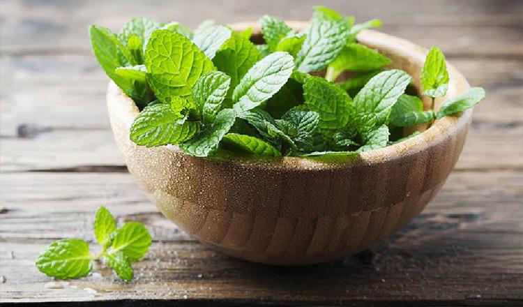 পুদিনা পাতার অনন্য গুণাগুণ