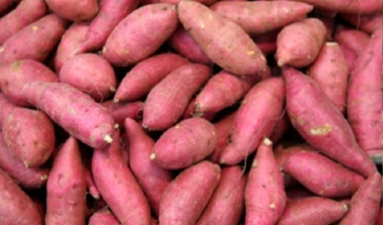 মিষ্টি আলুর মিঠা পুষ্টি