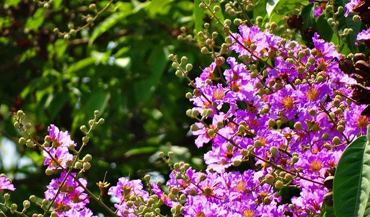 রকমারি ফুলের নয়নাভিরাম বাংলাদেশ