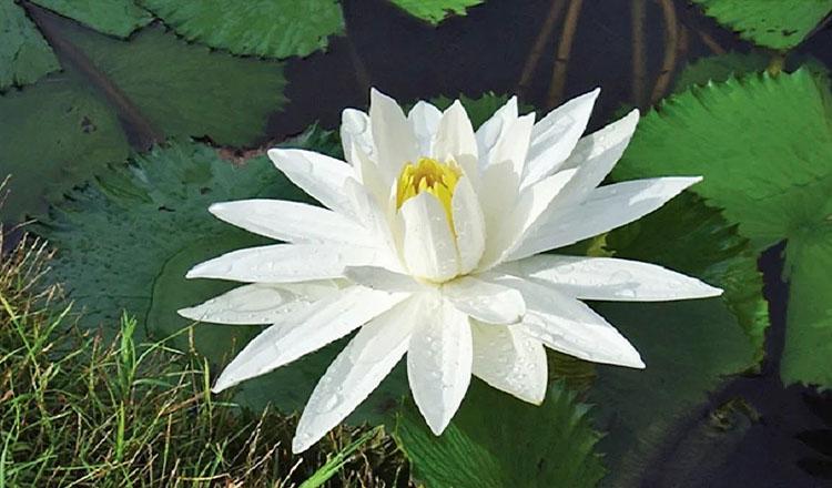 নানা রোগের নিরাময়ে অনন্য ‘শালুক’