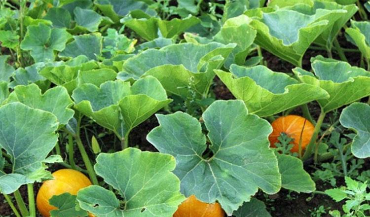 সুস্বাস্থ্যের জন্য সেরা উপাদান ‘মিষ্টি কুমড়ার শাক’