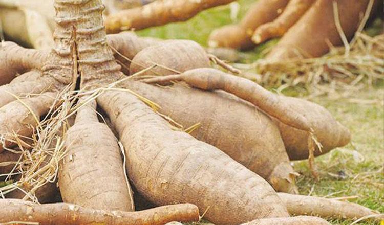 যৌবন শক্তির বুস্টার ‘শিমুল মূল’