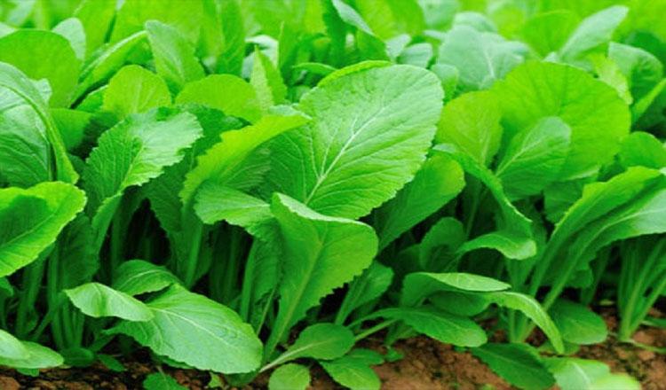 শীতের সবজি মুলা শাকের পুষ্টিগুণ