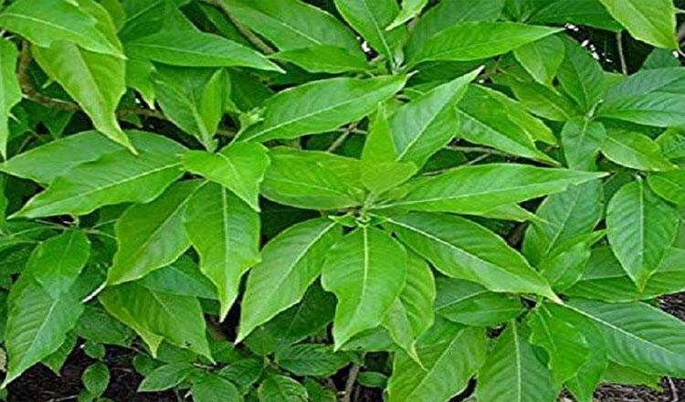 বাসক পাতায় মিলবে শতরোগের নিরাময়