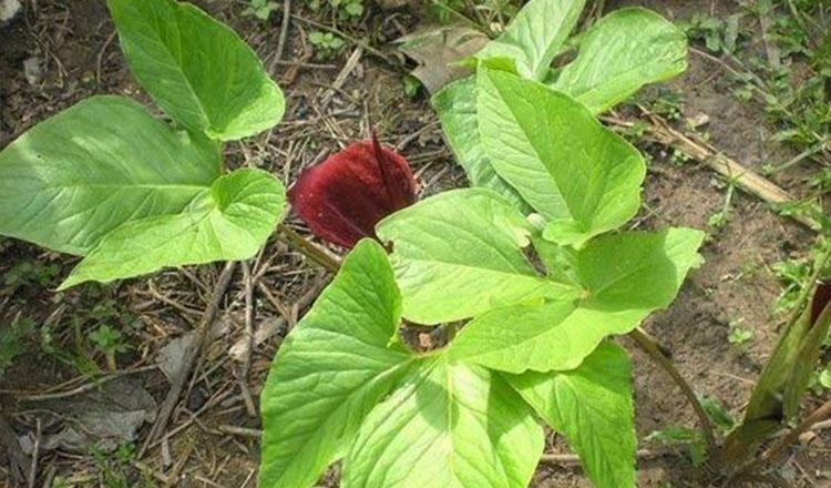 রূপে নয়, গুণেই সেরা বুনো ‘ঘাটকোল’