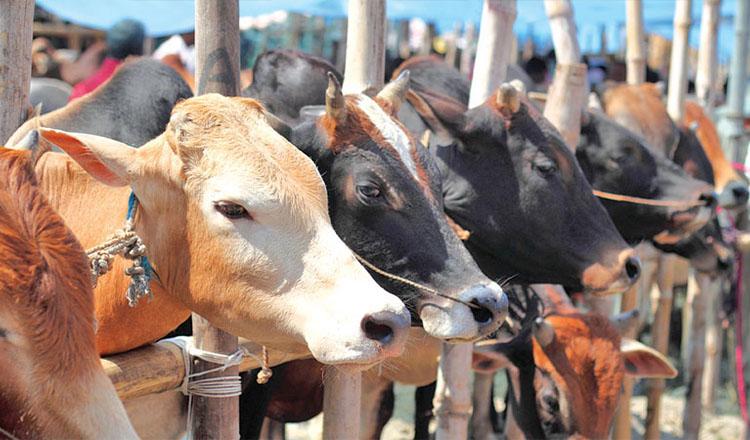 কোরবানির পশু জবাইয়ের আগে পরে যা করণীয়