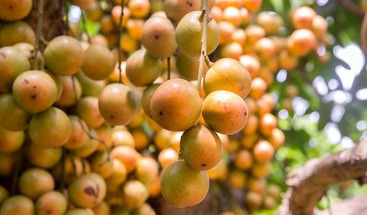 বর্ষায় যেসব রোগ দূরে রাখে লটকন