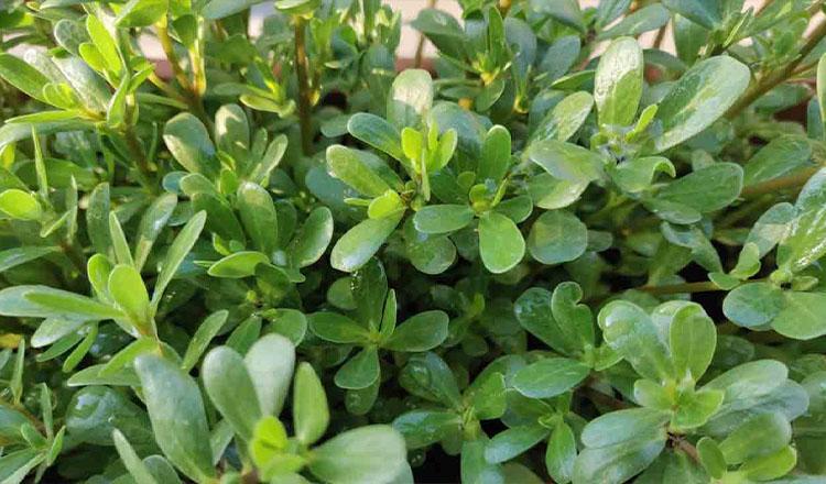 হৃদরোগ ও ডায়াবেটিস নিয়ন্ত্রণে অনন্য ‘ননিয়া শাক’