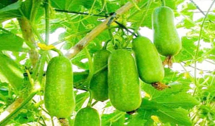 চালকুমড়া যেন এক মহৌষধ