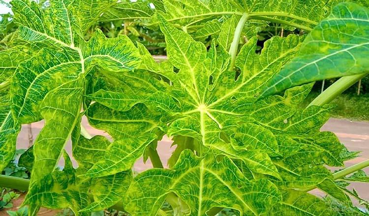 ডেঙ্গু নিরাময়ে পেঁপে পাতা