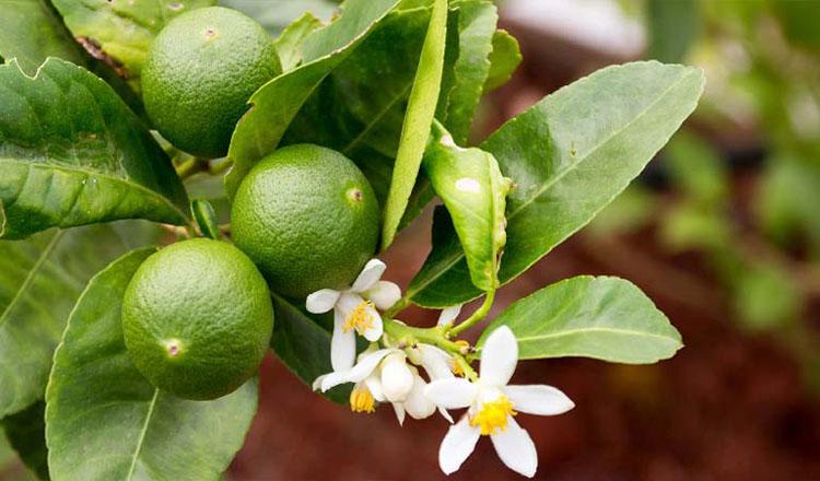 পাতি লেবুর হাতির শক্তি