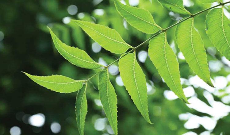 রোগ নিরাময়ে প্রকৃতির সেরা উপাদান ‘নিম’