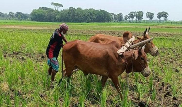 ঐতিহ্যের হাল চাষ