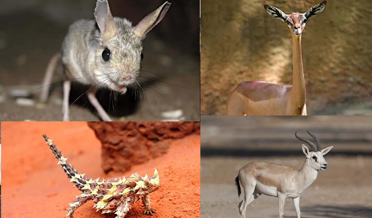 পানি পান করে না আজব যেসব প্রাণী