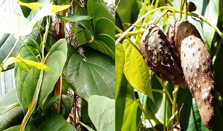 হৃদরোগ ক্যান্সারের ঝুঁকি কমায় ‘গাছ আলু’