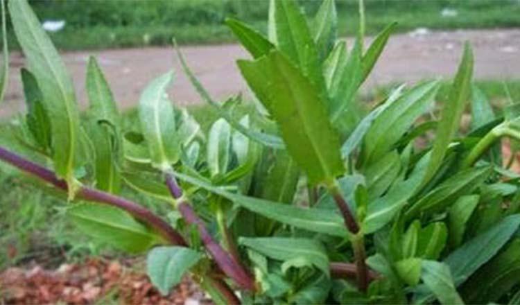 নানা রোগ নিরাময়ে পুষ্টিকর ‘হেলেঞ্চা শাক’