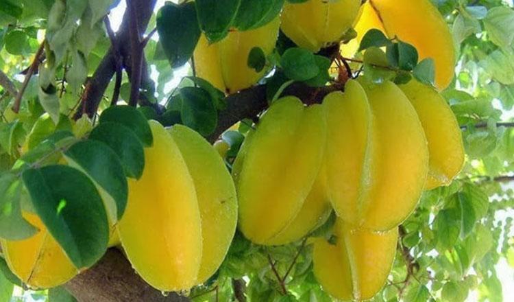 পুষ্টিকর ফল কামরাঙ্গা, বেশি খেলেই ক্ষতি