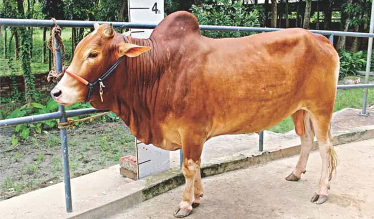 কোরবানি: ভালো পশু চিনবেন, কিনবেন যেভাবে