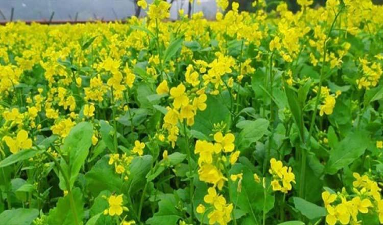 ত্বক ও চুলের যত্নে সেরা উপাদান ‘সরিষা শাক’