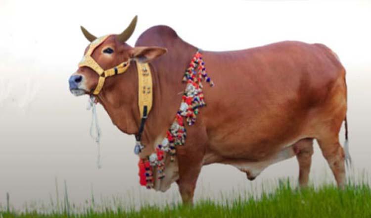 কোরবানির পশু জবাইয়ের আগে পরে করণীয়