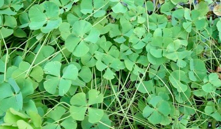 প্রকতির উপহার অনন্য ওষুধ ‘শুষনি শাক’