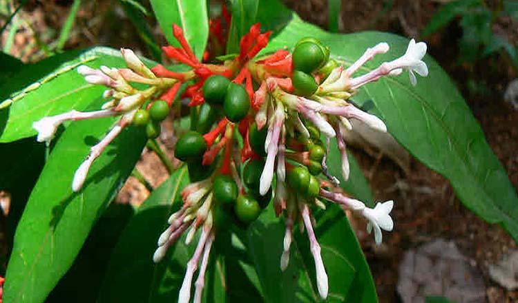 গাছড়া প্রজাতির ‘সর্পগন্ধা’র গুণাগুণ