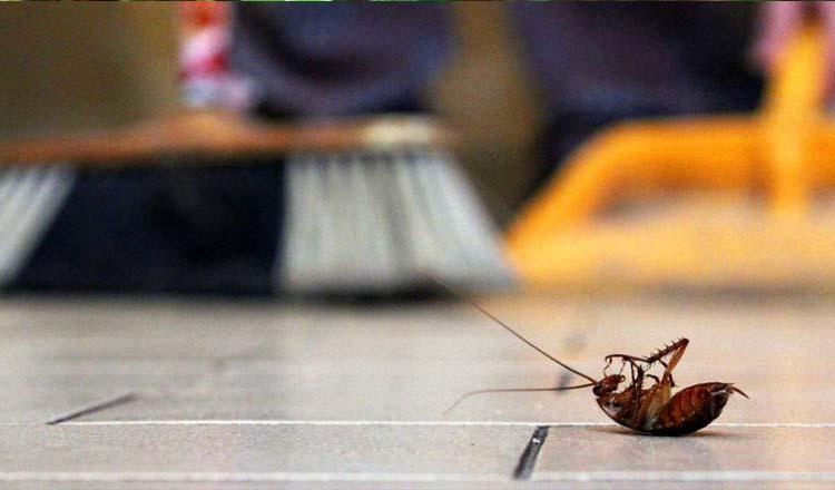 বর্ষায় পোকামাকড়ের উপদ্রব : ঘরে সুরক্ষিত থাকবেন যেভাবে