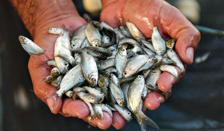 ‘পুষ্টিগুণে ছোট মাছের বড় ক্ষমতা’