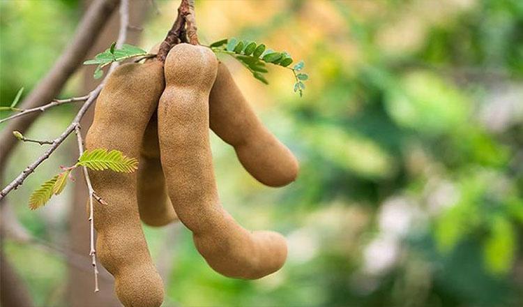 পুষ্টিগুণে অনন্য ‘তেঁতুল’