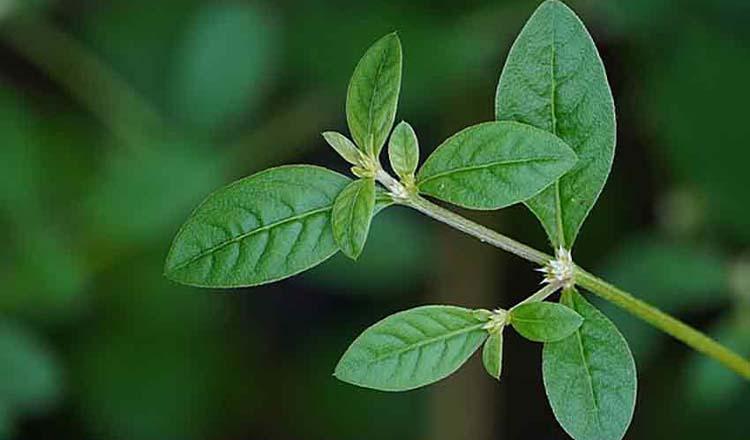 পুষ্টিগুণে ভরা প্রকৃতির সেরা দান ‘সাঞ্চি শাক’