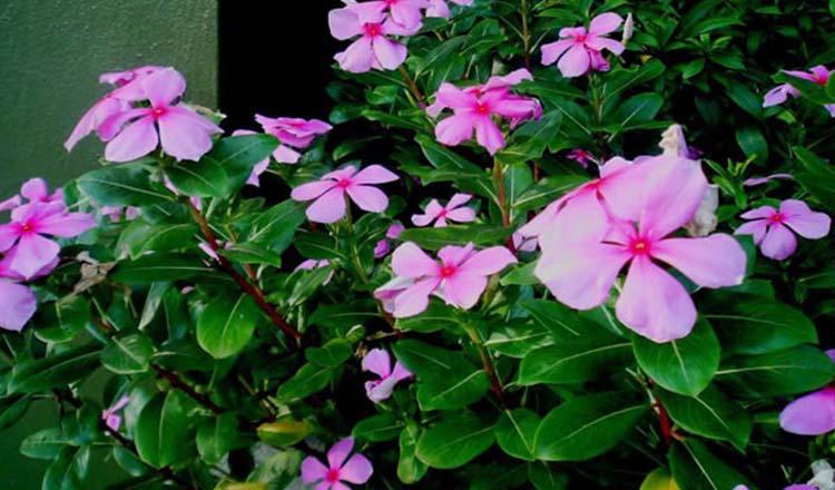 প্রাকৃতিক প্রতিষেধক বাহারি ‘নয়নতারা’