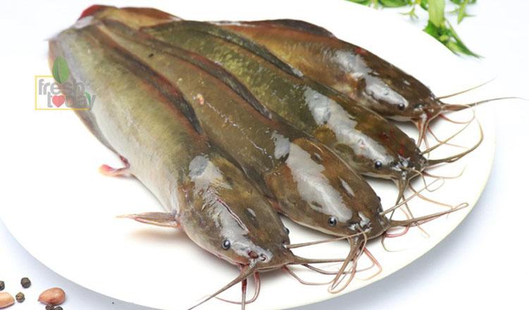 তারুণ্য ধরে রাখে ক্যান্সারের ঝুঁকি কমায় ‘মাগুর মাছ’