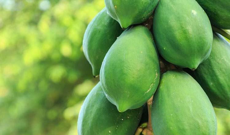 পুষ্টিগুণে অনন্য সবজি ‘কাঁচা পেঁপে’