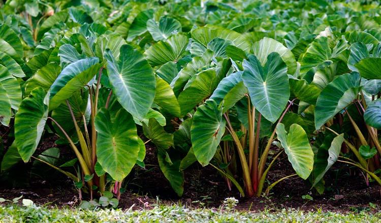 পুষ্টির সেরা শাকের রাজা