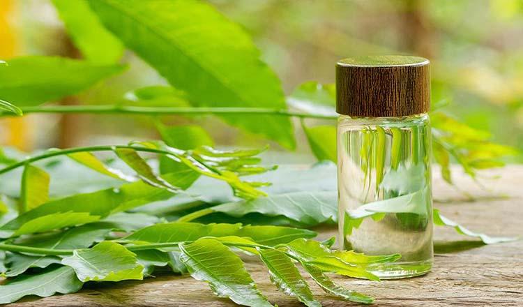 ত্বকের যত্নে ক্যারিশম্যাটিক ‘নিম তেল’