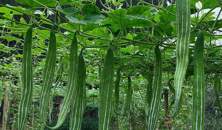 গরমে পেটের আরাম পুষ্টিকর ‘চিচিঙ্গা’