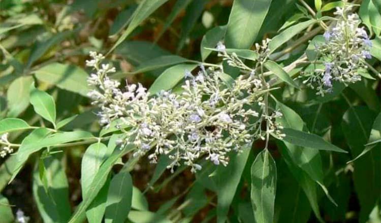 বহু রোগের নিরাময় ‘নিশিন্দার ফুল-পাতায়’