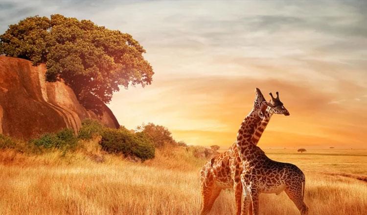 জানা-অজানার আফ্রিকা মহাদেশ