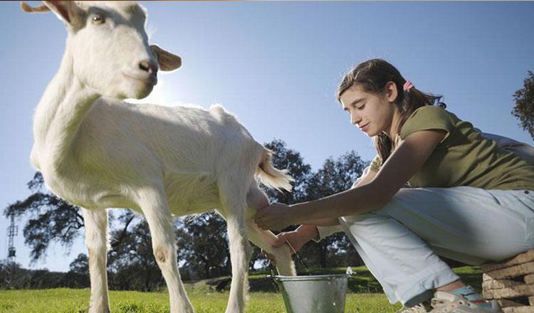 ছাগলের দুধের জাদুকরি পুষ্টিগুণ
