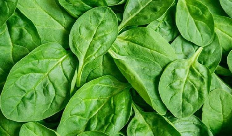 পুষ্টিকর পালং শাকের গুণাগুণ