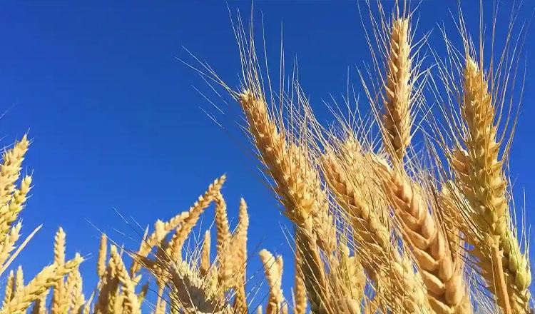 পুষ্টিমানে অনন্য বার্লির গুণাগুণ