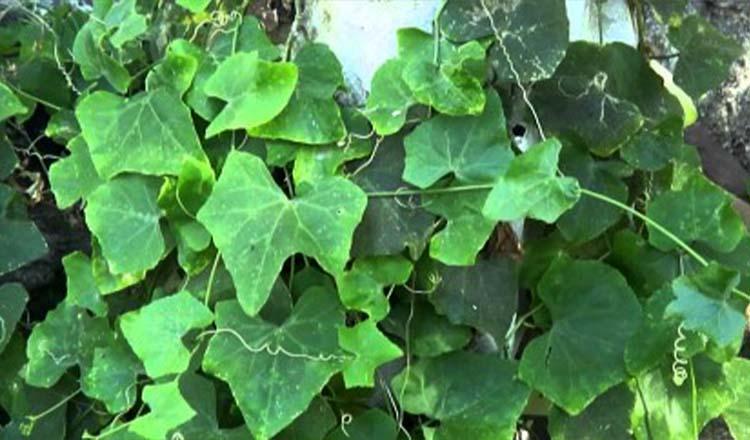 পুষ্টিগুণে সেরা উদ্ভিদ ‘তেলাকুচা’