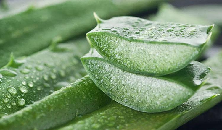 সুস্বাস্থ্যের সেরা উপাদান অ্যালোভেরা