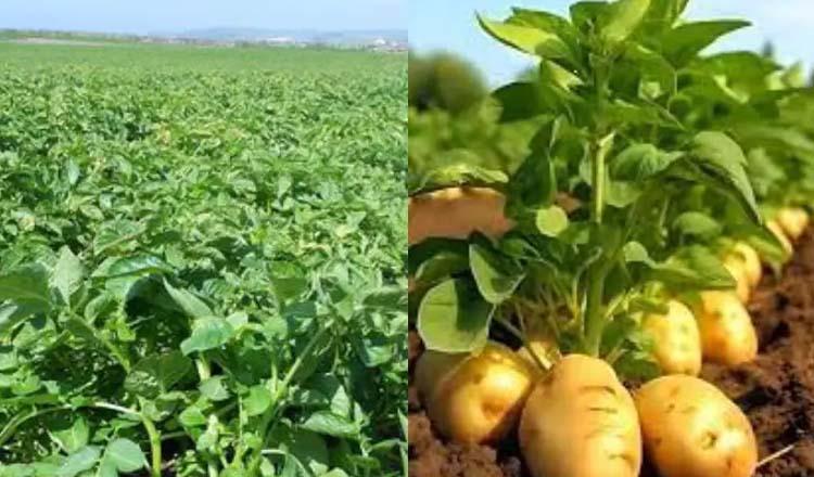 ওজন কমায় শক্তি বাড়ায় ‘শাক আলু’