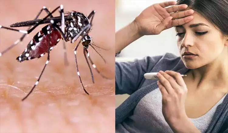 ডেঙ্গু: আতঙ্ক নয়, ঘরোয়া সেবায় সুস্থতার উপায়