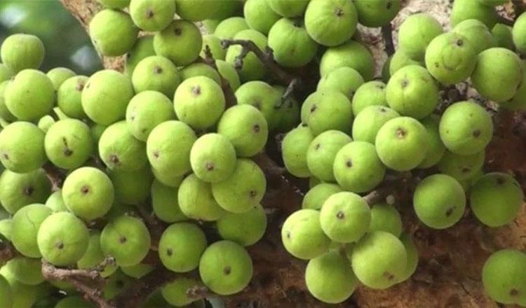 স্বর্গীয় ফল ডুমুর, পুষ্টিগুণে ভরপুর