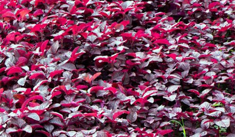 ‘লাল শাক পাতে তুলে দাও তার আগে’