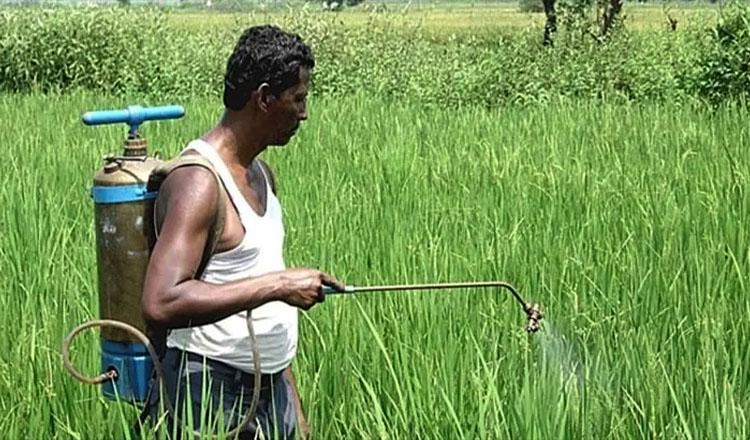 চাষাবাদে রাসায়নিক সার : ভয়ঙ্কর ঝুঁকিতে জনস্বাস্থ্য
