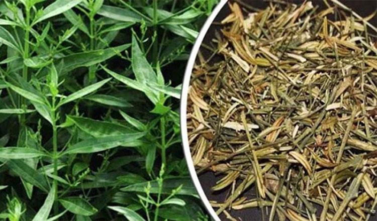 ‘তিক্ত চিরতায় মধুর উপশম’