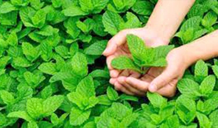 ‘গুণ গেয়ে শেষ হবে না, নাম যে তার পুদিনা’